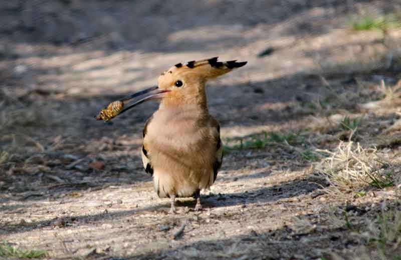 Abubilla - reserva natural dels Muntanyans - Tarragona - Catalunya 2.jpg